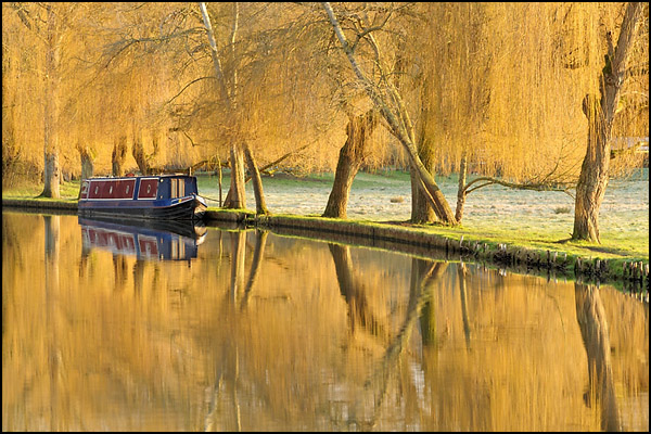 Golden Light