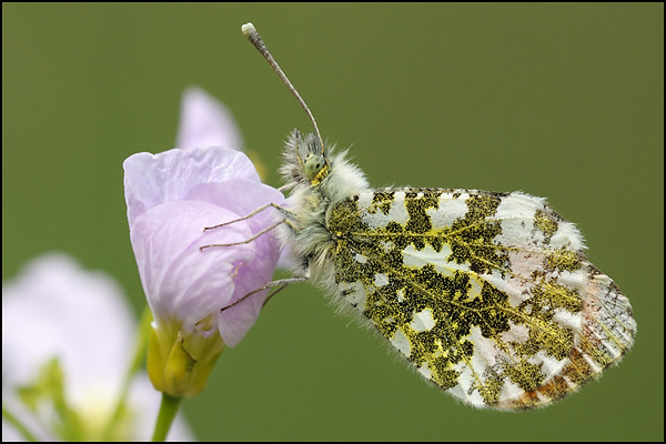 Orange-tip Butterfly (Anthocharis cardamines)