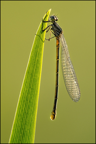 Azure Damselfly (Coenagrion puella)