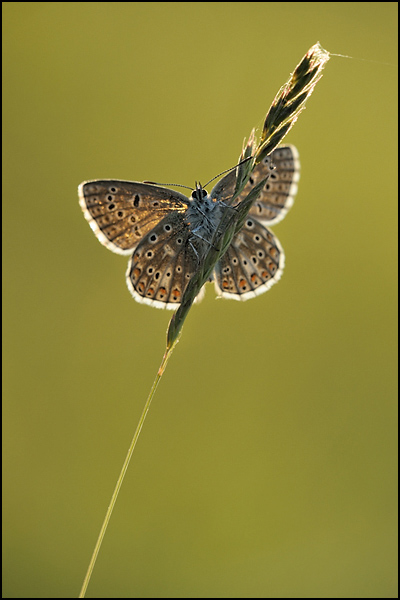 Adonis Blue (Polyommatus bellargus)