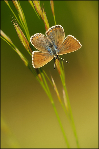 Adonis Blue (Polyommatus bellargus)