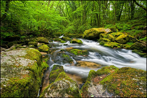 Golitha Falls
