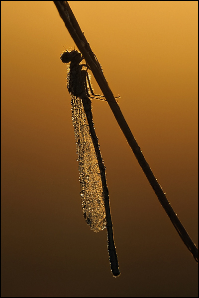 Azure Damselfly (Coenagrion puella)