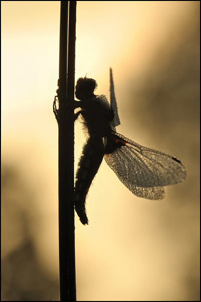 Broad-bodied Chaser (Libellula depressa)