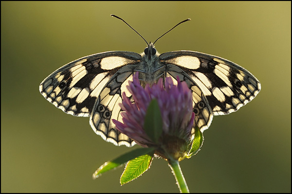 Backlit Marbled White