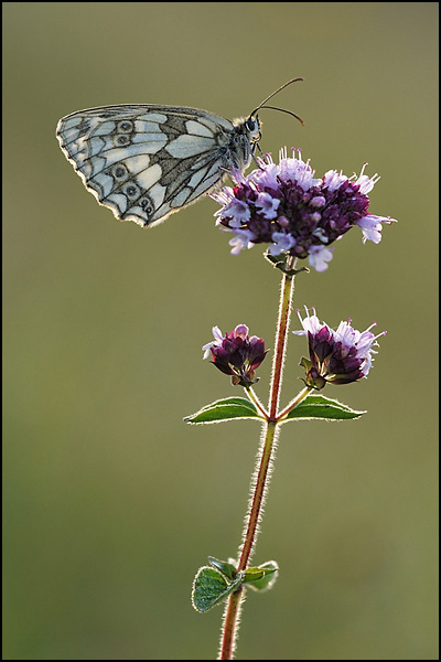 Backlit Marbled White