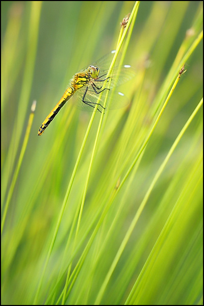 Black Darter
