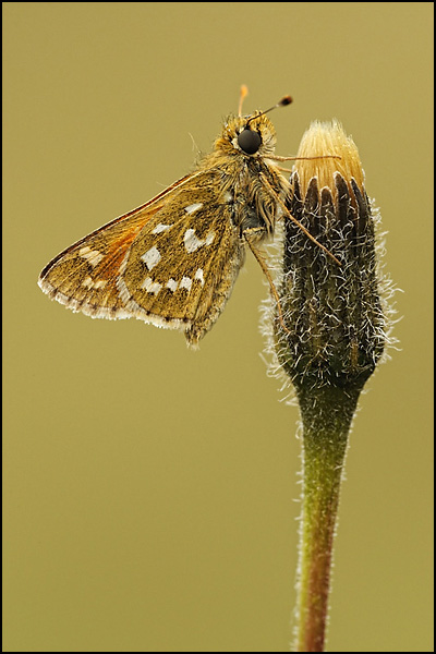 Silver-spotted Skipper (Hesperia comma)