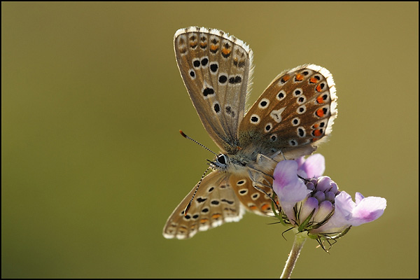 Chalkhill Blue (Lysandra coridon)