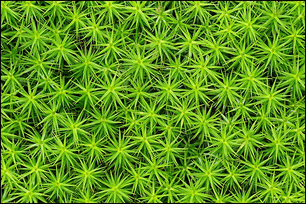 Natural Patterns