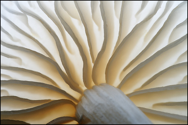 Porcelain Fungi