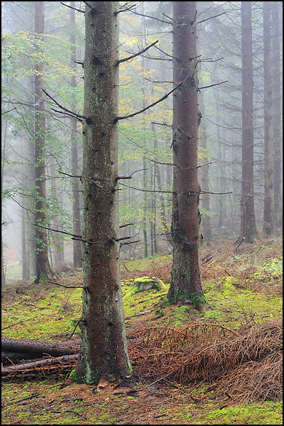Diffused Light