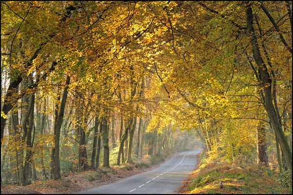 Beech Avenue